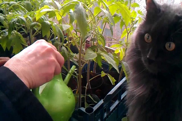 Правила агротехніки вирощування томатів у відкритому грунті та теплицях