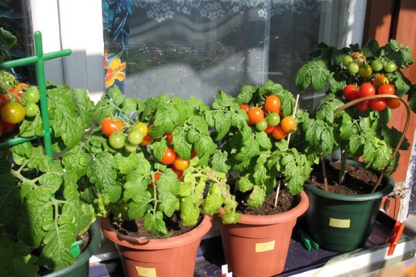 Правила агротехніки вирощування томатів у відкритому грунті та теплицях