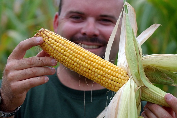 Правила і строки збирання кукурудзи на зерно в качанах з полів