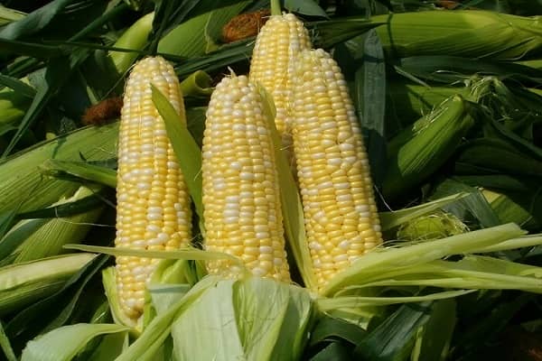 Правила і строки збирання кукурудзи на зерно в качанах з полів