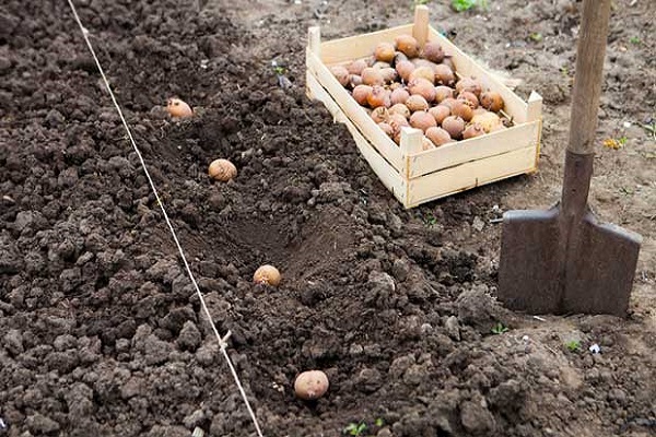 Правила вирощування та догляду за картоплею за методом Кизими