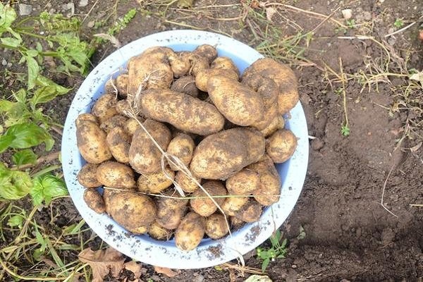 Правила вирощування та догляду за картоплею за методом Кизими