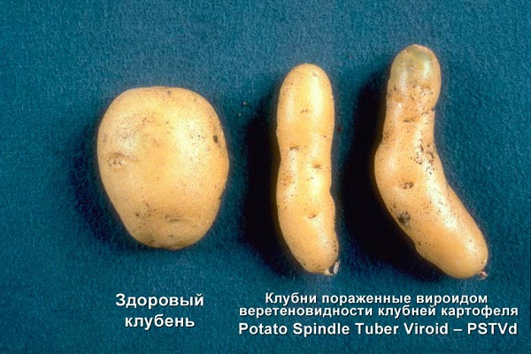 Причини захворювань картоплі, їх опис і лікування, заходи боротьби