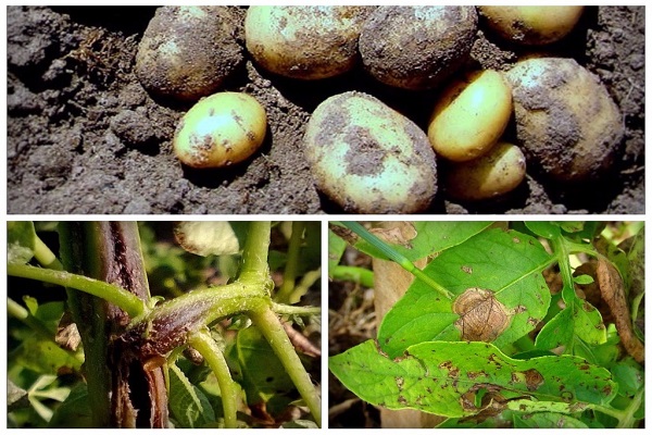 Причини захворювань картоплі, їх опис і лікування, заходи боротьби