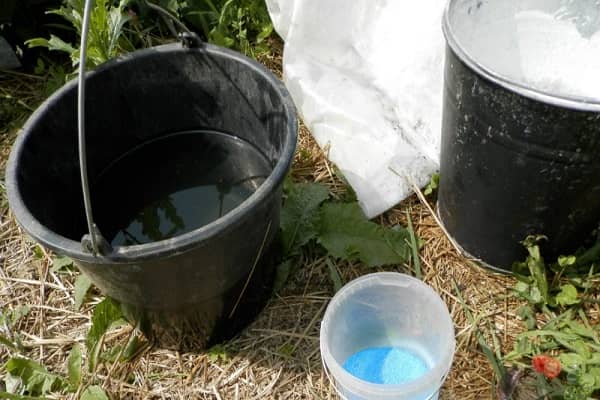 Застосування мідного і залізного купоросу для обробки огірків