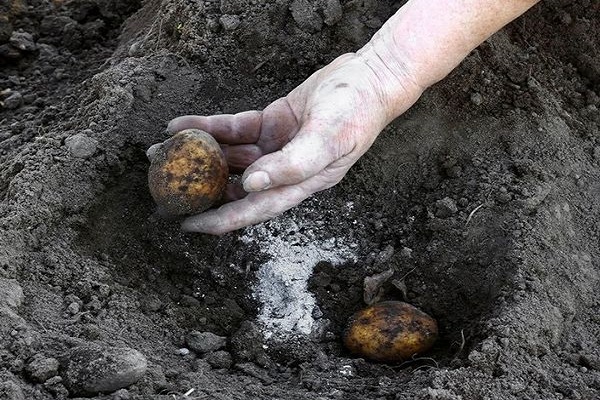 Застосування добрива Азофоска для картоплі