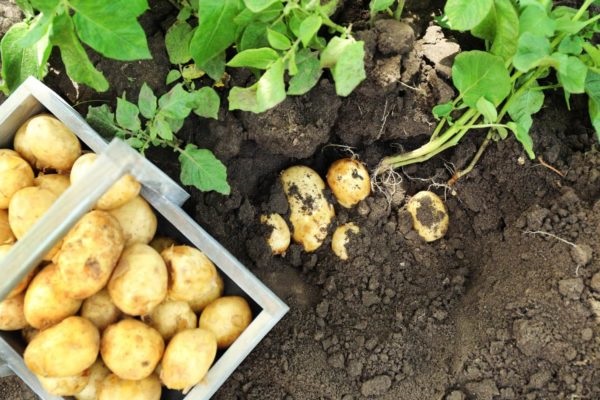 Застосування добрива Азофоска для картоплі