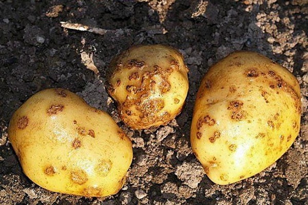 Ознаки, лікування та профілактика картопляного раку