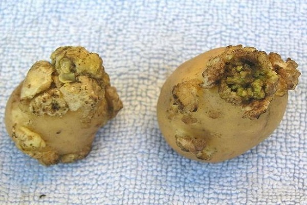 Ознаки, лікування та профілактика картопляного раку