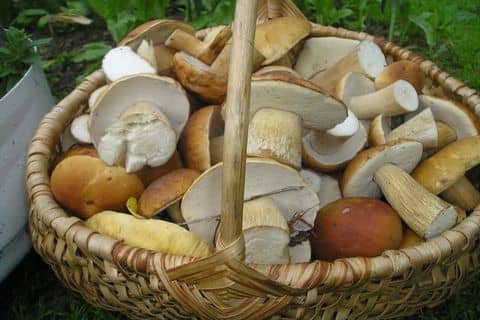 Прості рецепти засолювання білих грибів на зиму в домашніх умовах