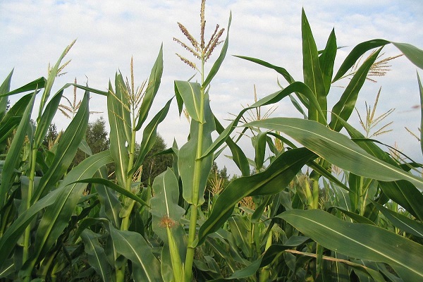 Райони, де найкраще росте і вирощується кукурудза в Росії і світі