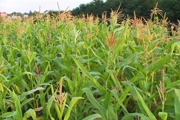 Райони, де найкраще росте і вирощується кукурудза в Росії і світі