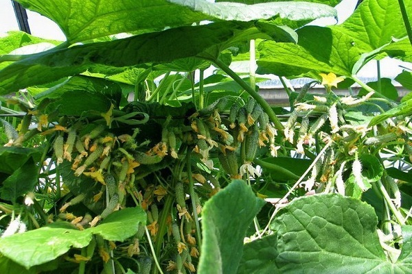 Найкращі врожайні сорти огірків для вирощування у відкритому грунті