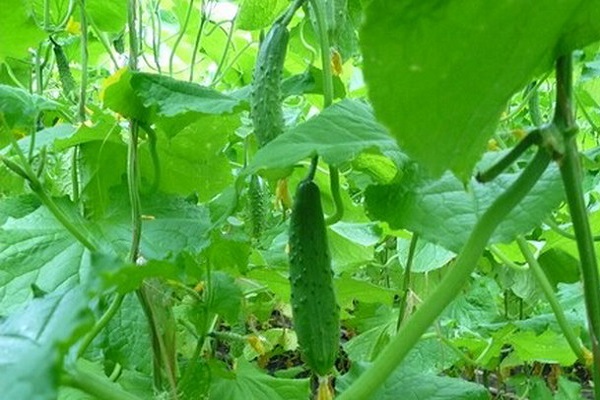 Найкращі врожайні сорти огірків для вирощування у відкритому грунті