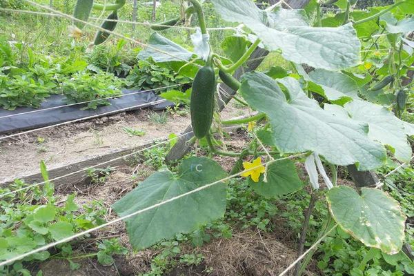Секрети вирощування, агротехніки і догляду за огірками у відкритому грунті