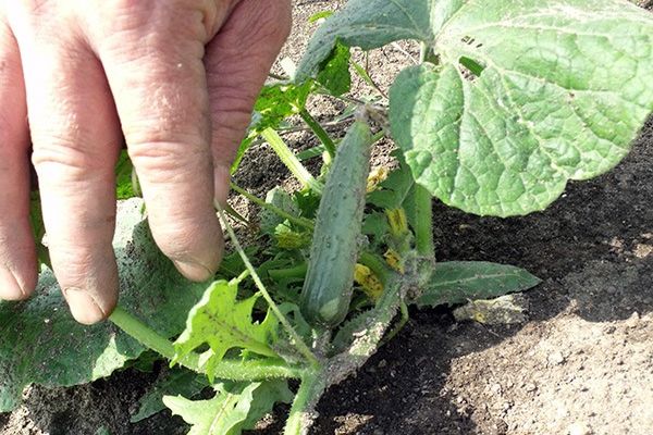 Секрети вирощування, агротехніки і догляду за огірками у відкритому грунті