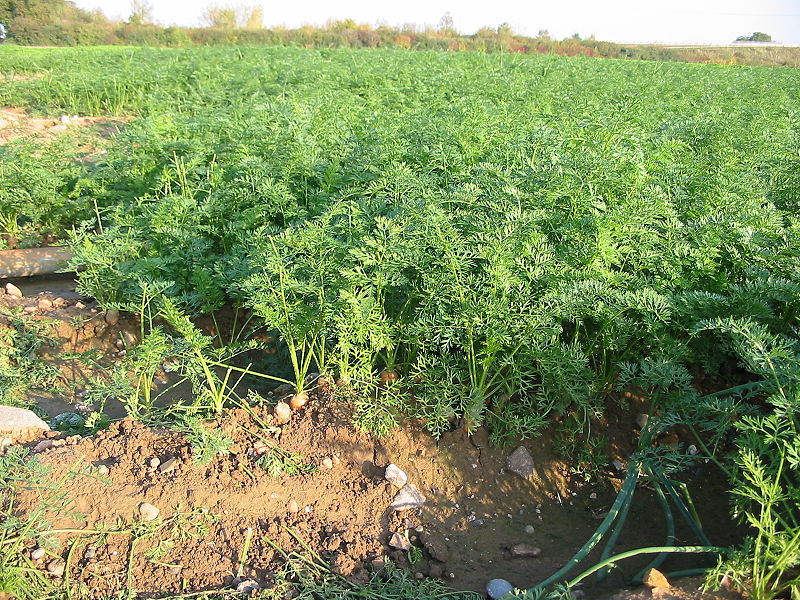 Секрети вирощування та догляду за морквою у відкритому грунті, щоб був гарний урожай