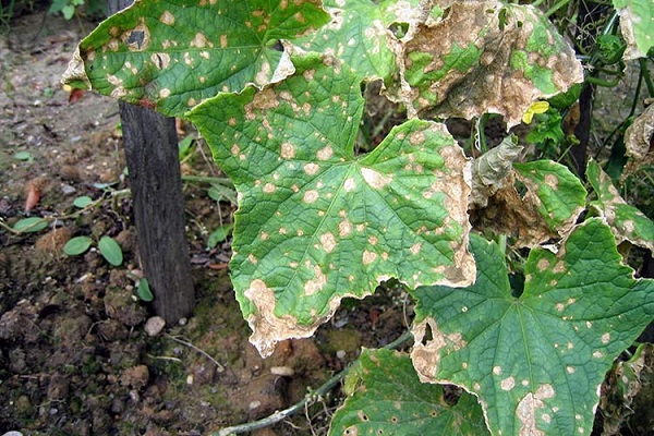 Симптоми і лікування кутастої плямистості листя огірка або бактеріозу