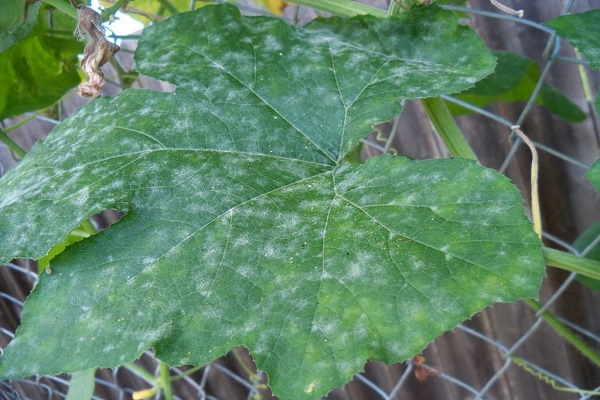 Симптоми і лікування кутастої плямистості листя огірка або бактеріозу