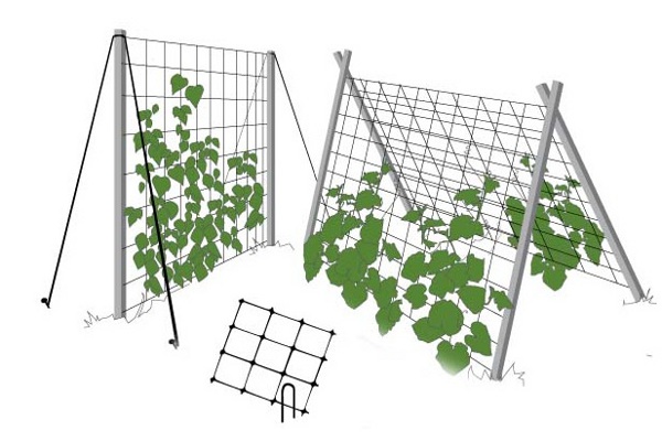 Схема формування і вирощування огірків на шпалері у відкритому грунті