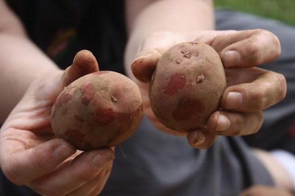 Засоби для обробки картоплі і правила проведення процедури