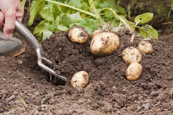 Терміни, скільки зростає і дозріває картопля від посадки до збору врожаю?