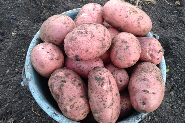 Терміни, скільки зростає і дозріває картопля від посадки до збору врожаю?