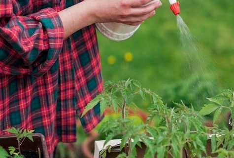 Супер засіб для розсади помідорів перекис водню