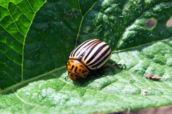 Властивості, приготування і використання дьогтю від колорадського жука на городі