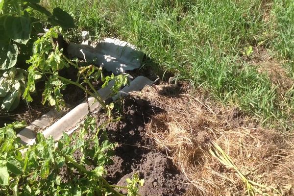Властивості, приготування і використання дьогтю від колорадського жука на городі