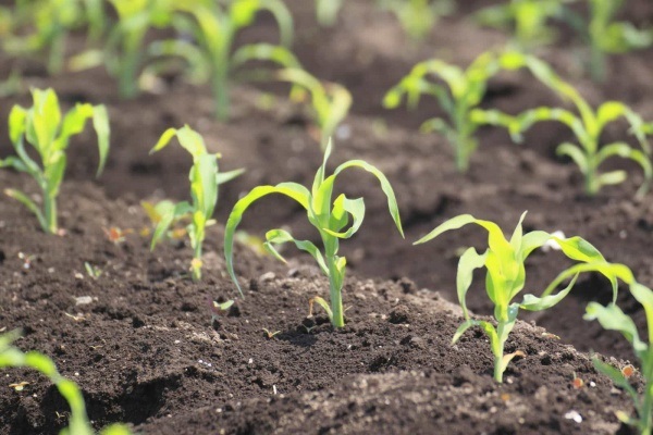 Технологія і норма посіву кукурудзи у відкритий грунт: як і коли садити