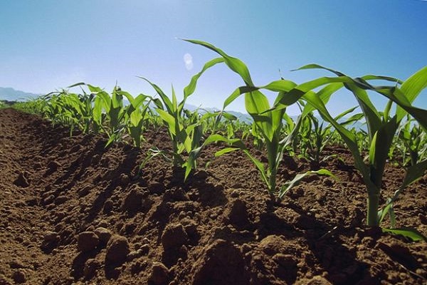 Технологія вирощування кукурудзи на силос, прибирання, і врожайність сорту