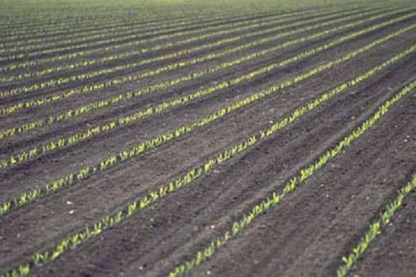 Технологія вирощування кукурудзи на силос, прибирання, і врожайність сорту