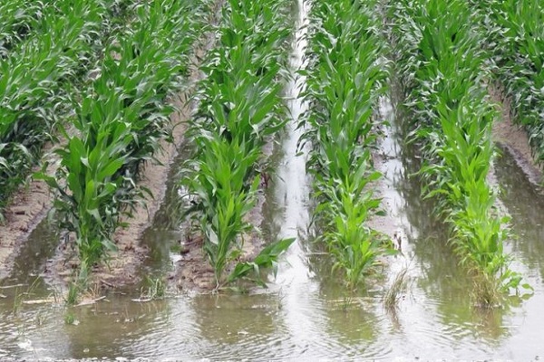 Технологія вирощування та догляду за кукурудзою у відкритому грунті, агротехнічні умови