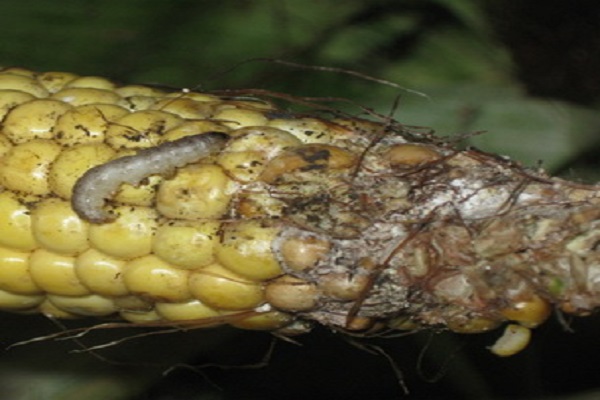 Технологія вирощування та догляду за кукурудзою у відкритому грунті, агротехнічні умови