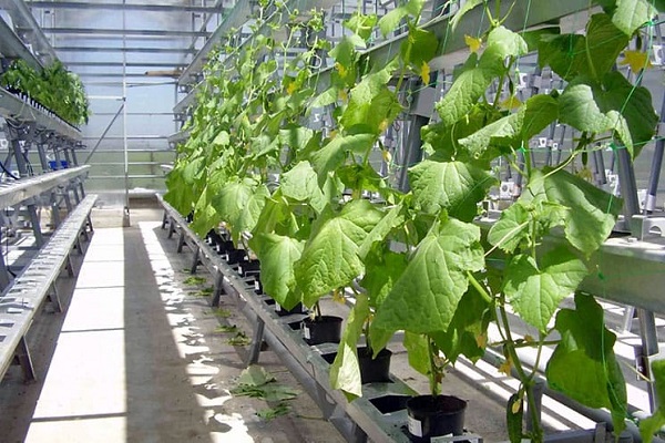 Технологія вирощування огірків на гідропоніці в домашніх умовах