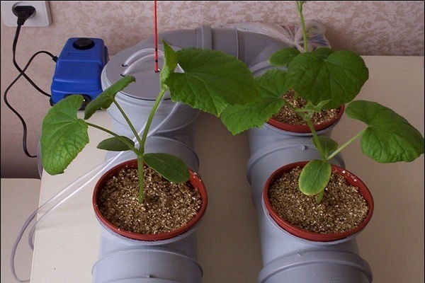 Технологія вирощування огірків на гідропоніці в домашніх умовах