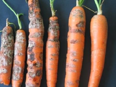 Можливі причини, чому жовтіє моркву на грядці і що робити в такому випадку