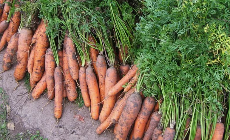 Можливі причини, чому жовтіє моркву на грядці і що робити в такому випадку