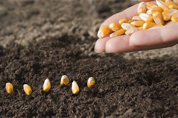 Вибір ділянки, вирощування і догляд за розсадою для розмноження кукурудзи