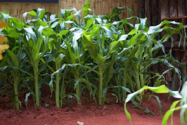 Вибір ділянки, вирощування і догляд за розсадою для розмноження кукурудзи