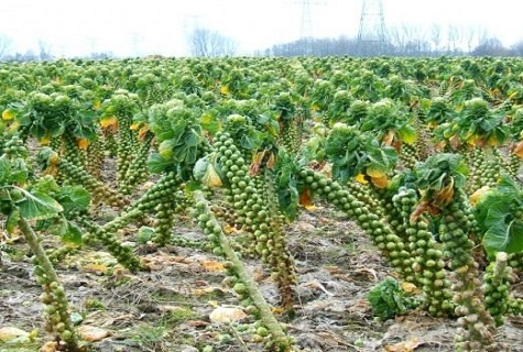 Вирощування і догляд за брюссельською капустою у відкритому грунті