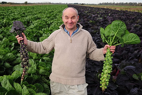 Вирощування і догляд за брюссельською капустою у відкритому грунті