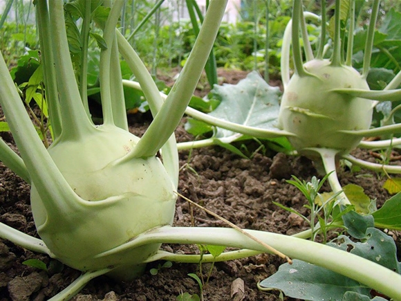 Вирощування і догляд за капустою Кольрабі у відкритому грунті