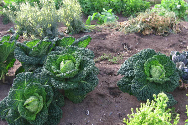Вирощування і догляд за савойської капустою у відкритому грунті