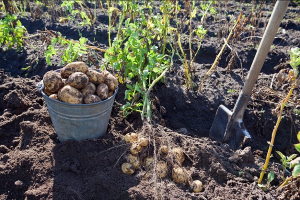 Вирощування картоплі з насіння в домашніх умовах, посадка і догляд