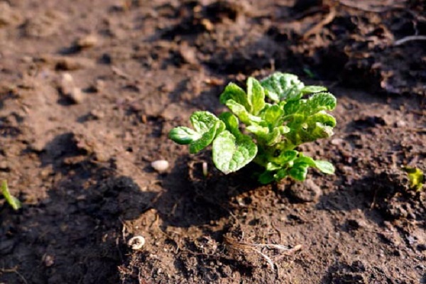 Вирощування картоплі з насіння в домашніх умовах, посадка і догляд