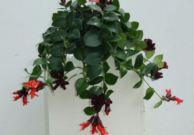 Ампельна рослина есхінантус: особливості догляду в домашніх умовах, способи розмноження