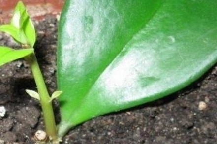 Ампельна рослина есхінантус: особливості догляду в домашніх умовах, способи розмноження