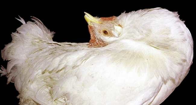 Хвороби курей — як зберегти птахів і не заразити потомство, лікування та профілактика
